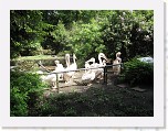Dierentuin Burgers  Zoo 025 * 3648 x 2736 * (6.42MB)